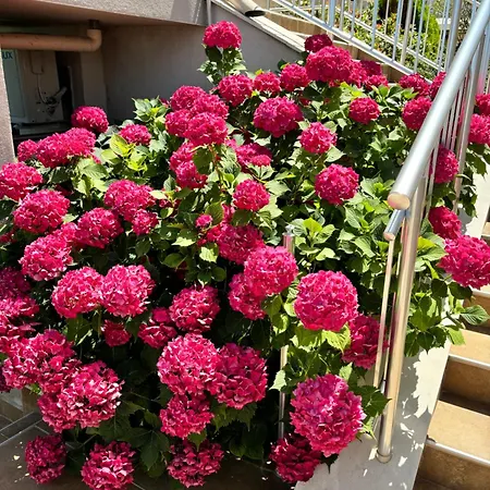 Къща за гости мелиа мар